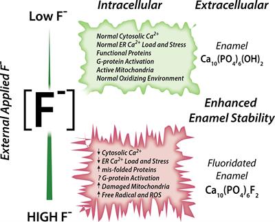 Calcium Transport in Specialized Dental Epithelia and Its Modulation by Fluoride